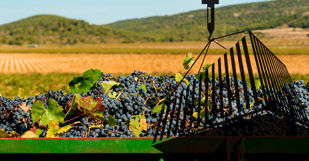 Export of raisins to Russia