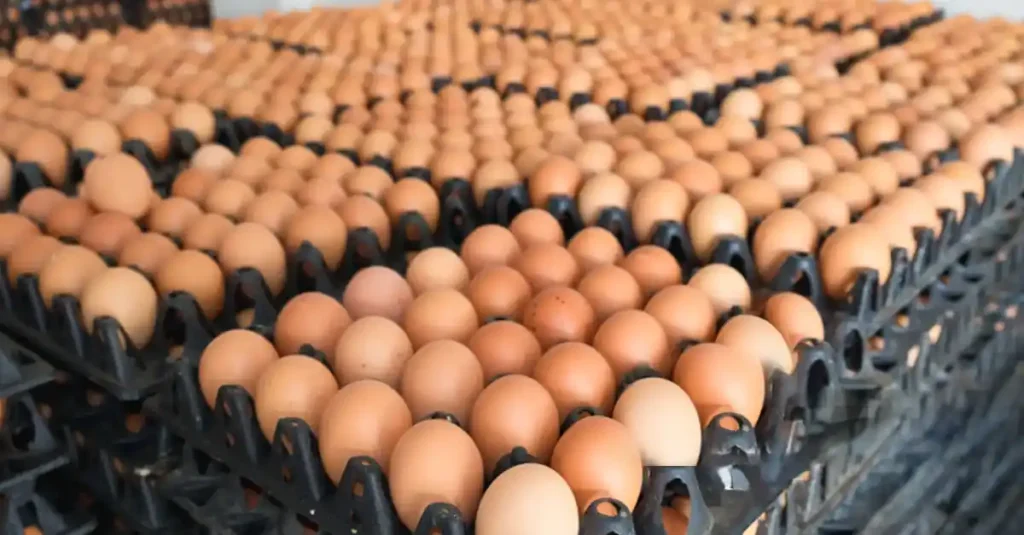 Egg Importing