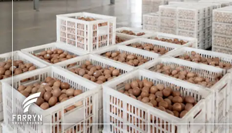 Container for Egg Transport