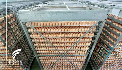egg ocean freight