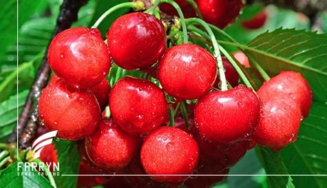 صادرات گیلاس
