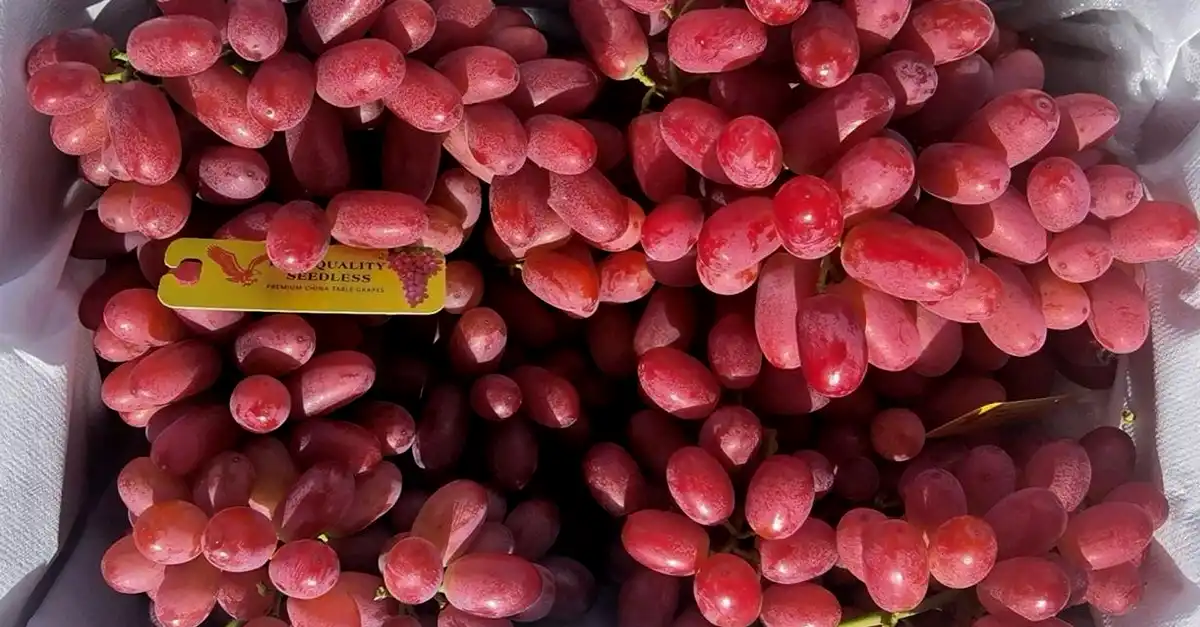 صادرات انگور